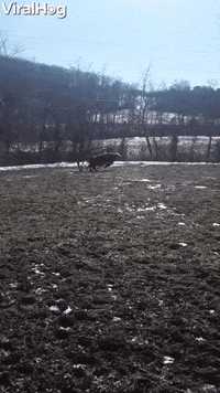 Cow Runs Away With Ring GIF by ViralHog