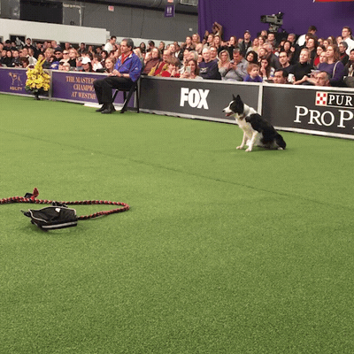 dog show GIF by Westminster Kennel Club