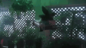 christmas movies gremlins GIF