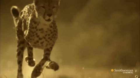 giphygifmaker slow motion cheetah slomo GIF