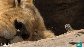 natural world lion GIF by BBC Earth