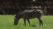 Atlanta Atl GIF by ZooATL