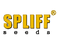Cannabisseeds Sticker by Spliff Seeds