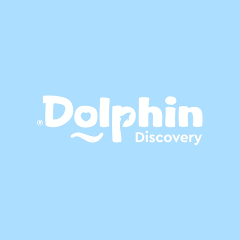 GIF by Dolphin Discovery