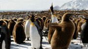 blue planet penguins GIF by BBC America