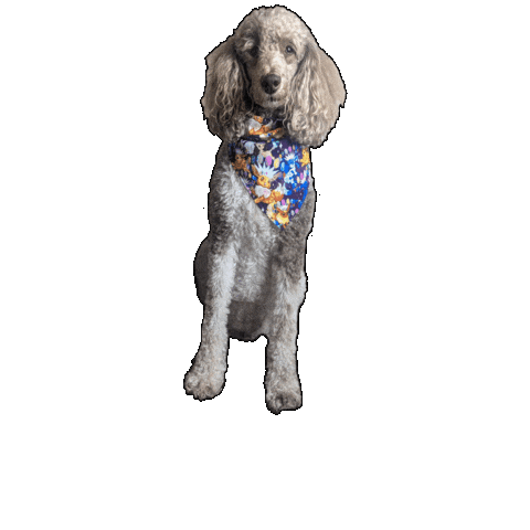 Azula Sticker by Geekster Pets