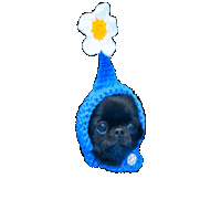 Chihuahua Bm Sticker