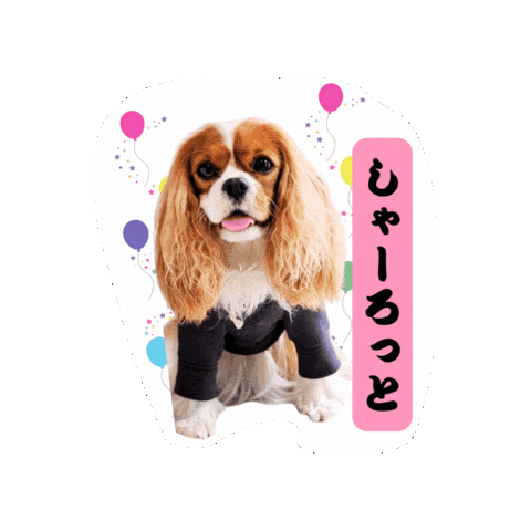 シャちゃん Sticker