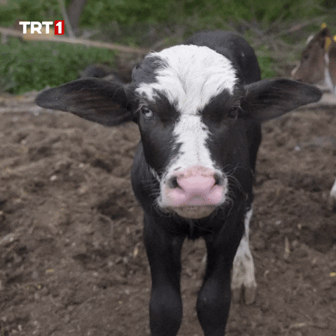 Sinirli Kızgın GIF by TRT