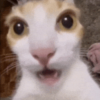 Shocked Cat GIF
