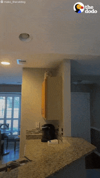 Cat Dog GIF by The Dodo