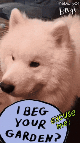 Pardon What GIF