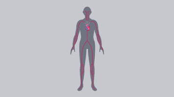 bhfsocialmedia heart body brain diagram GIF