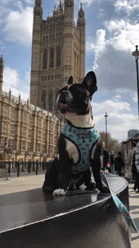 oscarfrenchienyc dog puppy london uk GIF