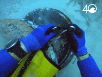 Osborne Reef