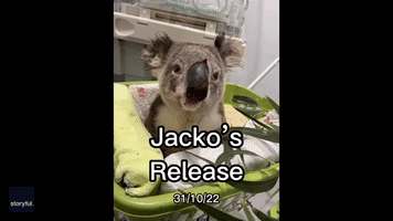 Koala Released Back to the Wild After Being 'Hit by Car for Second Time'