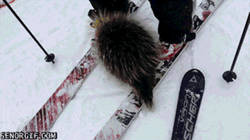 bite porcupine GIF by Cheezburger