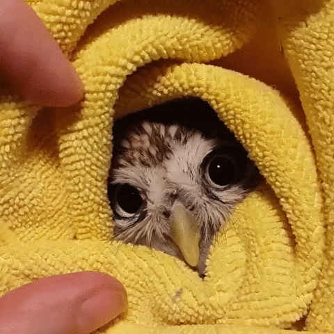 owl towel GIF