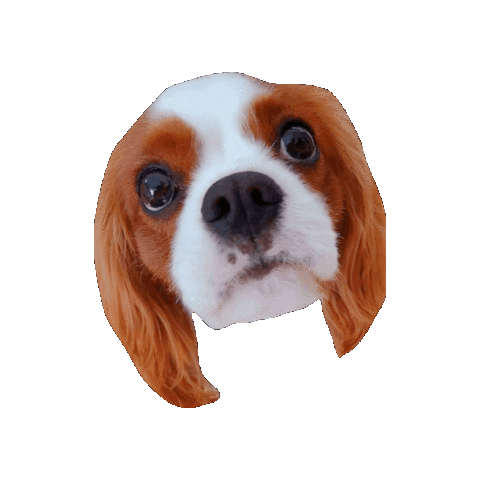 Dogs Love Sticker