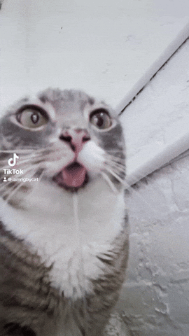 Cat Drool GIF