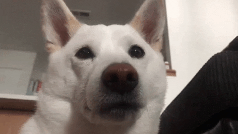 Video gif. Shiba Inu dog winks its right eye.