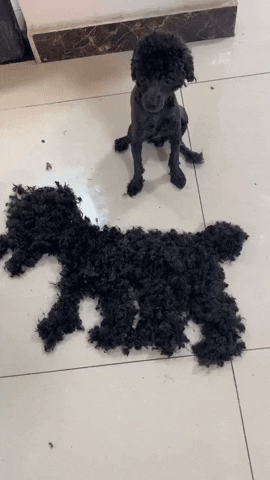 cuteanimalland giphyupload GIF