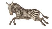 Rainbow Zebra Sticker by Austrian National Library