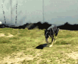 Dogs Jump Rope GIF