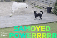 Friends Jumping GIF