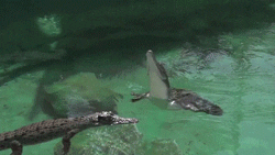 slow motion alligator GIF by HuffPost