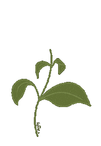 Spring Flower Sticker