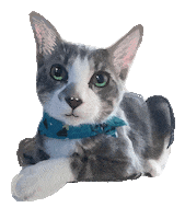 Cute Cat Sticker