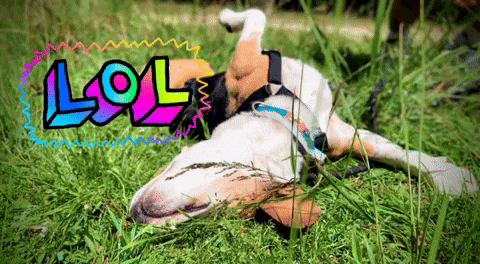 Max Lol GIF by Die Wirkungskademie