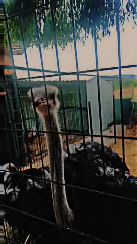 Deve Kuşu GIF by Muratt Mat