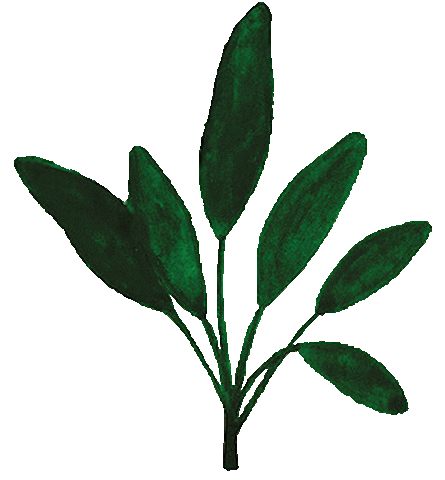 Plant Draw Sticker