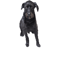 Dog Work Sticker by TRADERUNNER