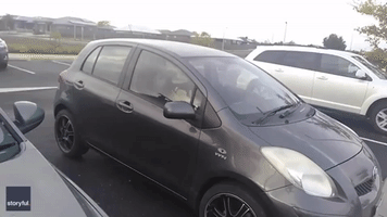 Impatient Pooch Can't Stop Honking Car Horn