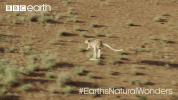 GIF by BBC Earth