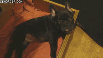 French Bulldogs Dogs GIF