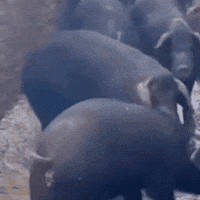 Pig Tease GIF