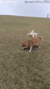 Silly Dogs Slide Down Grassy Hill