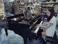 Cats Vibing GIF