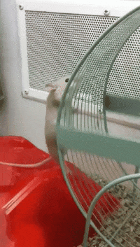 Cabin Fever Running GIF