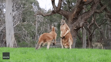 That's the Spot: Kangaroos Take a Break From Fighting to Scratch an Itch