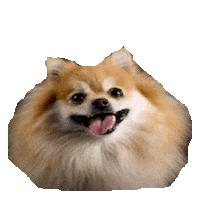pomeranian STICKER by imoji