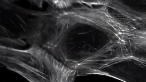 uviccampuslife giphygifmaker zoom in microscope cells GIF