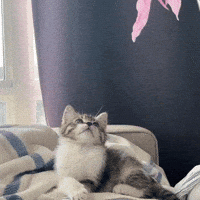 cocochamale cat kitty kitten cute cat GIF