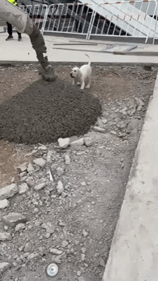 cuteanimalland giphyupload GIF