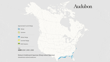 nelson's/saltmarsh sparrow (sharp-tailed sparrow) GIF by audubon