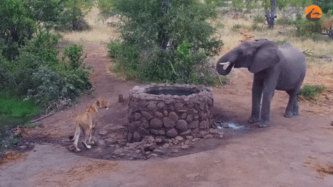 cuteanimalland giphyupload GIF